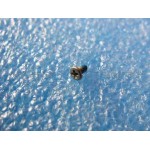 Screw For Samsung E250